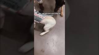 Off leash dog comes after service dog in store servicedog dog dogs youtubeshorts shorts [upl. by Acinej]