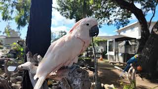 WE VISITED THE BIRD SANCTUARY IN DEL MAR CALIFORNIA [upl. by Aeirdna27]