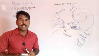 Class cephalopoda Phylum mollusca Zoology Miller Harley ADS BSC BS Urdu Hindi [upl. by Francene]