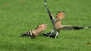 Mature Hoopoe Bird Feeding Their Young [upl. by Cusack]