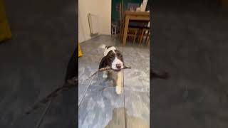 Springer Spaniel puppy dog gundogtraining dogtraining [upl. by Janifer882]