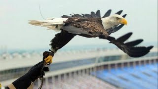 Challenger the FreeFlying Bald Eagle AEF [upl. by Kresic854]