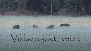 Vildsvinsjakt i vetefälten Del 1 av 2 Wild boar hunting [upl. by Quincy]