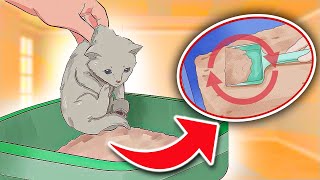 How To “LITTER TRAIN” Little Kittens In Simple 6 Steps IT REALLY WORKS [upl. by Yeltneb228]