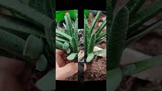 Gasteria carinata Separación de plantas plantas suculentas vivero [upl. by Tselec928]