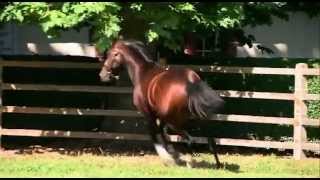 Mr Sidney étalon au Haras du Quesnay  Sept2012 [upl. by Kcirddahc]