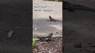 Australian Water Dragon at Brisbane Botanic Gardens [upl. by Kathryn]