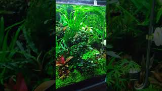 Bucephalandra tank 60cm deux mois [upl. by Aileek802]