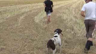 Saker Falcon Training Pointer first time [upl. by Alpers]