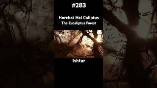 Horchat Hai Caliptus Ishyar shorts [upl. by Hak567]