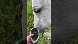 Grooming Kia horses equestrain equine learning love [upl. by Reinhart]