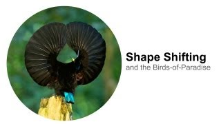 Shape Shifting and the BirdsofParadise [upl. by Crandell841]