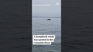 Humpback whale spotted in Columbia River [upl. by Chaing]