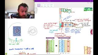 Plant Transport OCR A Level Biology 33 [upl. by Kristie]