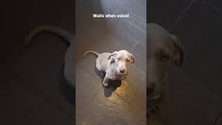 11 week old Weimaraner puppy training [upl. by Ayikan257]