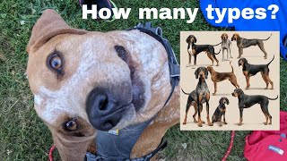 6 Types of Coonhounds Why [upl. by Rubliw687]