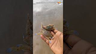 Rescue mission  saving small baby crab life sea 🦀🥹shots sea crabs [upl. by Crespi]