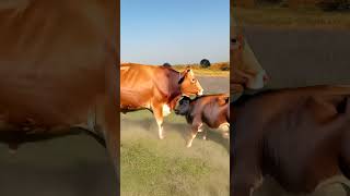 Cow Fight cows freerangefarm animalsfighting [upl. by Small]