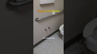 quotPostExtermination Cleanup Roach Infestation Recoveryquot cleaningtips cleaninghacks viralvideo [upl. by Loughlin230]