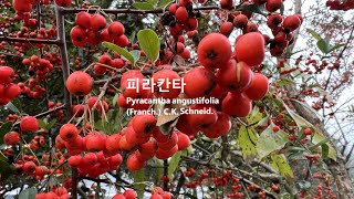 피라칸타 Pyracantha angustifolia 야생화를 찾아서646 피라칸사스 窄葉火棘 적양자赤陽子 소화 위염 산후어혈제거 통증완화 한국본초도감 선양소주 대전 서구 오동 [upl. by Xino]