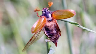 Common Cockchafer Melolontha melolontha ♂  Feldmaikäfer 8K [upl. by Nagrom682]