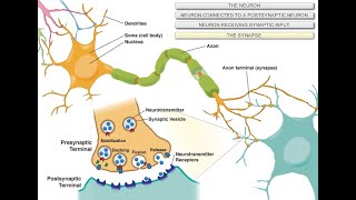 Intro to Neuroscience [upl. by Notac]