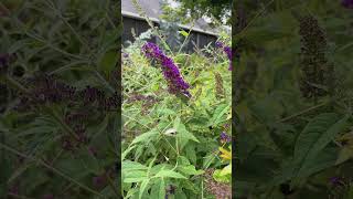 Why You Need a Butterfly Bush in Your Garden 🌸🦋 gardening [upl. by Bihas]