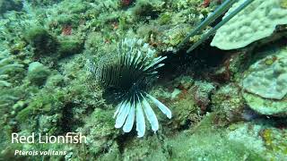 Red Lionfish Pterois volitans Discovery Bay Jamaica [upl. by Ahter505]