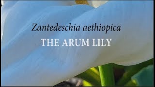 Zantedeschia aethiopica The Arum Lily Gardening with Gabriel [upl. by Nnayelsel89]