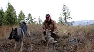 Training Tips Norwegian Elkhound Pups  Osa and Koda [upl. by Nevak]