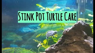 Common Musk Turtle Stinkpot Turtle Care and Tank Set Up [upl. by Solange878]