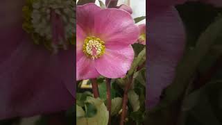 Helleborus AnnaS Red general knowledge Helleborus Lenten RoseShorts [upl. by Nilkoorb]