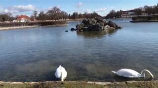 Swans at Nymphenburg Palace Castle Munich Germany [upl. by Mcclelland]