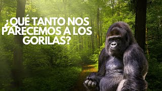 Humanos y Gorilas Las Sorprendentes Similitudes que No Conocías [upl. by Bacchus]