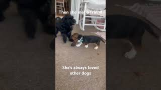 From unsocial runt to social butterfly puppy bassethound cute funny love [upl. by Cochard]