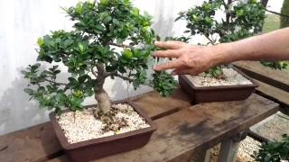 Visita no Bonsai Center Romagnole em Mandaguari [upl. by Yrac]