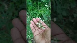 tubelite flower life span shortvideo virel virelshorts nature 🌿🍃🌿 [upl. by Sine]