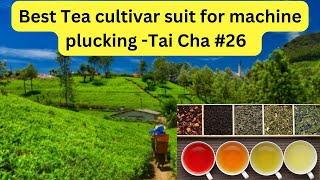 What is this Thai cha 26 tea cultivar machinary and climate change focus tea breeding tea taiwan [upl. by Esilegna399]