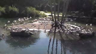 2015 Kilimanjaro Safari  Animal Kingdom  Walt Disney World [upl. by Naro]