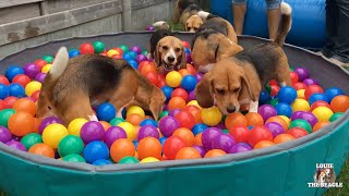 TOP 10 Beagle Dog Parties Ft Louie amp Marie [upl. by Sibylle]