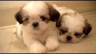 6 weeks old Shih Tzu Puppies [upl. by Anenahs]