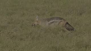 Side Striped Jackal in the Okavango Delta [upl. by Adnilra]