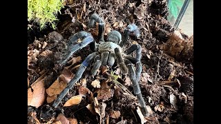 Cyriopagopus lividus Cobalt Blue Tarantula rehouse and care [upl. by Adniram887]