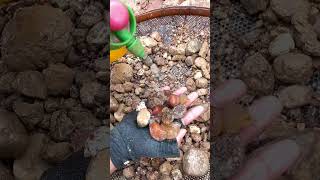 Finding Natural Carnelian And Agate Gemstones By Hand In River At The Mountain crystals quartz [upl. by Spark]