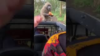 SHOCKING BABOONS ATTACK TOURISTS ON GAME DRIVE IN LAKE NAKURU NATIONAL PARK [upl. by Richarda]