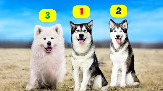 HUSKY TYPES  10 TYPES OF HUSKIES [upl. by Anayaran195]