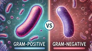 Bacteria  gram positive and negative bacteria  difference  comparison microbiology exam [upl. by Borrell]