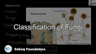 Classification of Fungi Zygomycota Biology Lecture  Sabaqpk [upl. by Germain700]