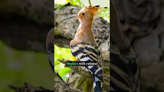 Hoopoe Bird Elegance in Flight and Song [upl. by Madra]