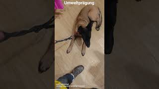 Malinois ▶️ Vom Welpen zum Junghund  Umweltprägung malinois hundetraining hundeerziehung shorts [upl. by Olleina]